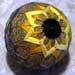 100603-Sunflower.jpg